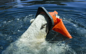 Read more about the article Success story: how we saved the sea bears
