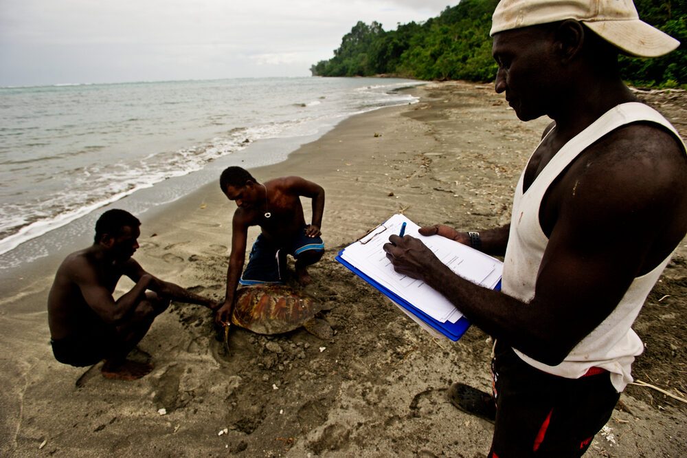 Volunteer rangers tagging a turtle on Tetepare Island, Solomon Islands.