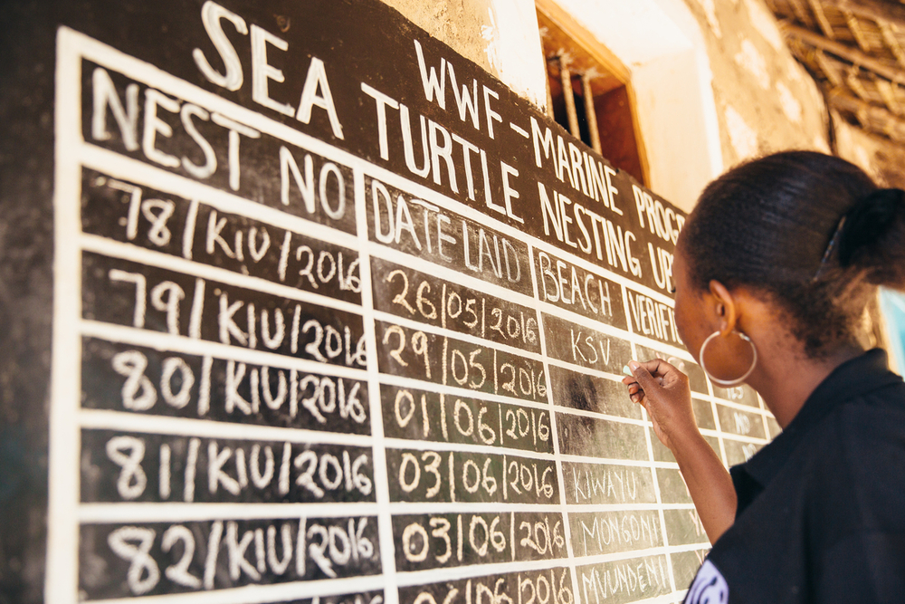 WWF, with support from players of People's Postcode Lottery, is working with communities in coastal Kenya to protect marine turtles. Five of the seven species of marine turtle are found in the waters of Kenya's Lamu seascape - green, olive ridley, leatherback, loggerhead, and the critically endangered hawksbill. Of these, green, olive ridley and hawksbills are known to nest in Kenya. In Lamu seascape, nesting season is March to August. Even under ‘natural’ conditions, relatively few young turtles survive their first year of life - it's estimated only about one in a thousand hatchlings makes it to adulthood. By working with communities, including fishermen and local women's groups, WWF is helping to reduce human impact on marine turtles by monitoring and protecting nest sites and changing damaging fishing practices.