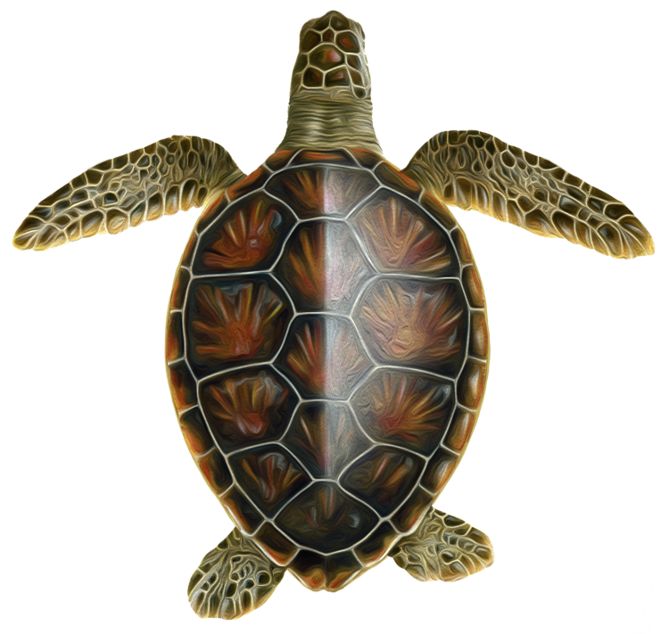 green_turtle_icon v2