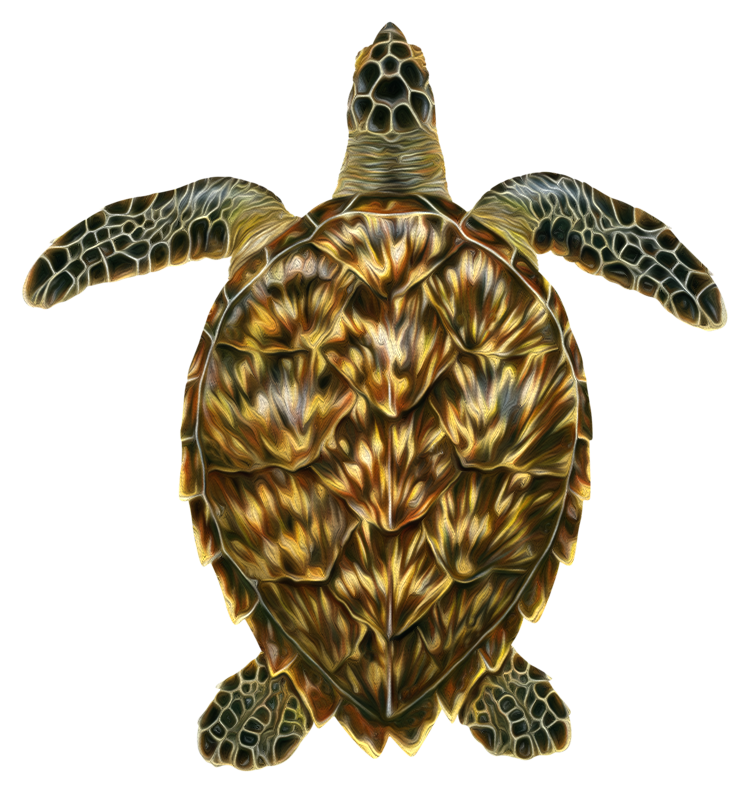 hawksbill_turtle_icon_v2