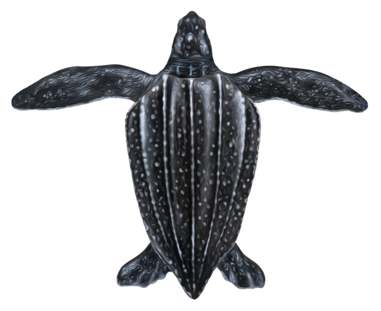 leatherback_turtle_icon