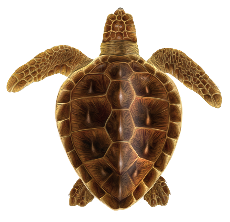 loggerhead_turtle_icon v3