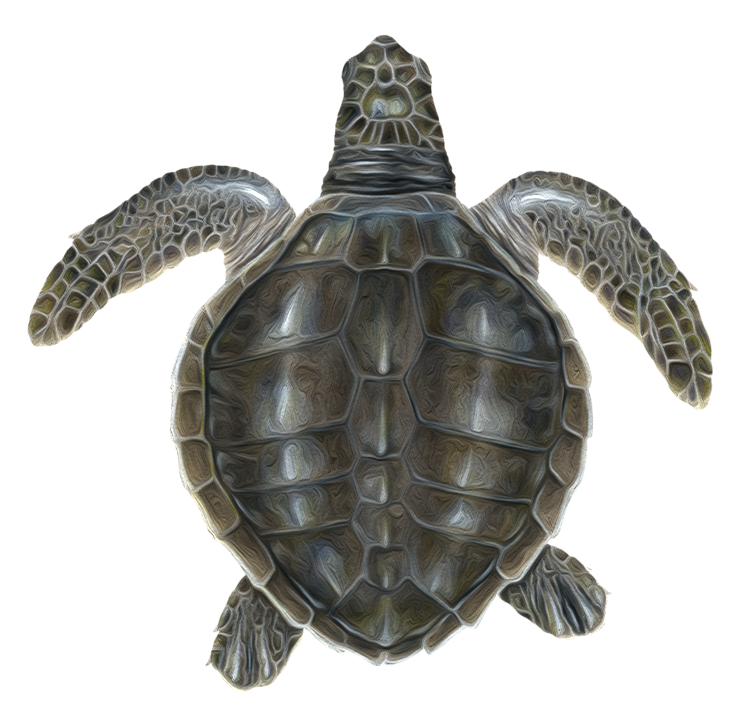 olive_ridley_turtle_icon