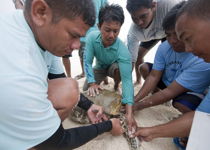 Tubbataha Reefs Natural Park rangers tag a green turtle (Chelonia mydas) caught in Bird Islet, Tubbataha, Palawan, Philippines. 19 April 2009