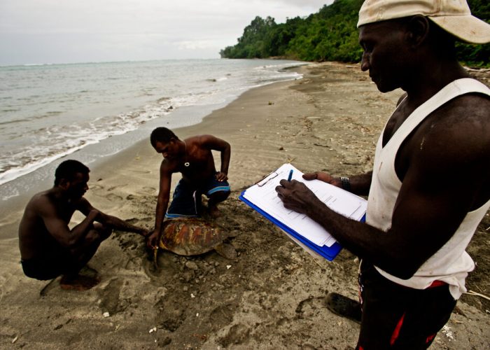 Volunteer rangers tagging a turtle on Tetepare Island, Solomon Islands.