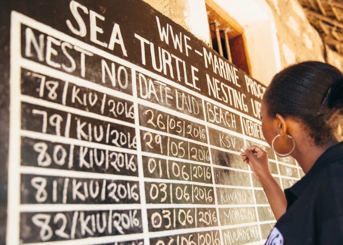 WWF, with support from players of People's Postcode Lottery, is working with communities in coastal Kenya to protect marine turtles. Five of the seven species of marine turtle are found in the waters of Kenya's Lamu seascape - green, olive ridley, leatherback, loggerhead, and the critically endangered hawksbill. Of these, green, olive ridley and hawksbills are known to nest in Kenya. In Lamu seascape, nesting season is March to August. Even under ‘natural’ conditions, relatively few young turtles survive their first year of life - it's estimated only about one in a thousand hatchlings makes it to adulthood. By working with communities, including fishermen and local women's groups, WWF is helping to reduce human impact on marine turtles by monitoring and protecting nest sites and changing damaging fishing practices.