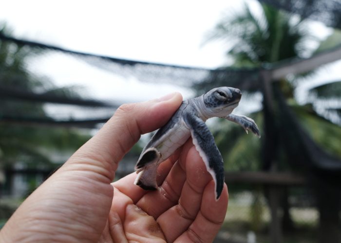 (c) Mataking Hatchery Semporna_WWF-Malaysia_DSCF2831