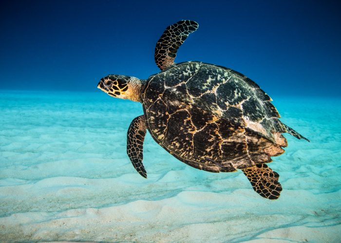 Green Sea Turtle swimming underwater at Little Cayman